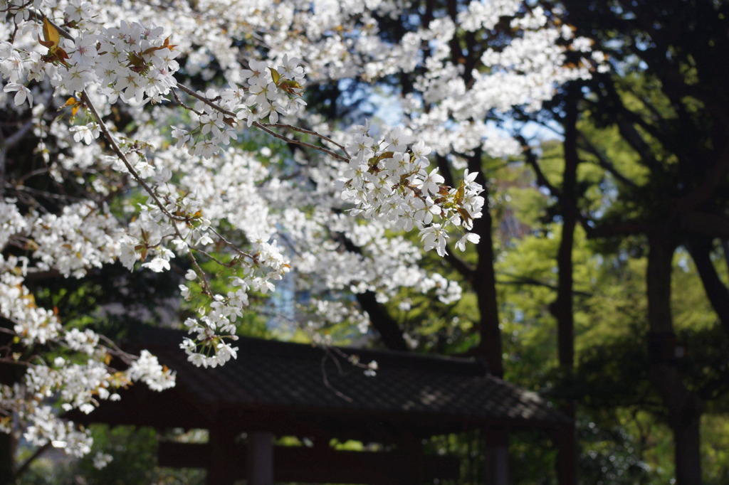 六義園の桜