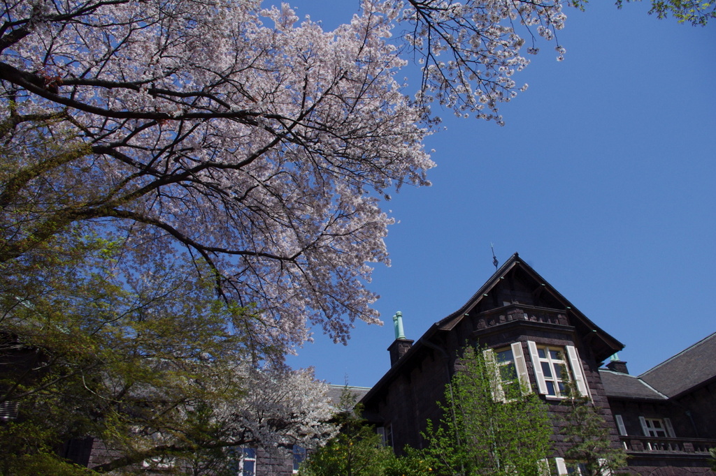 古河庭園の桜