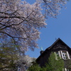 古河庭園の桜