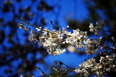 上野の桜2