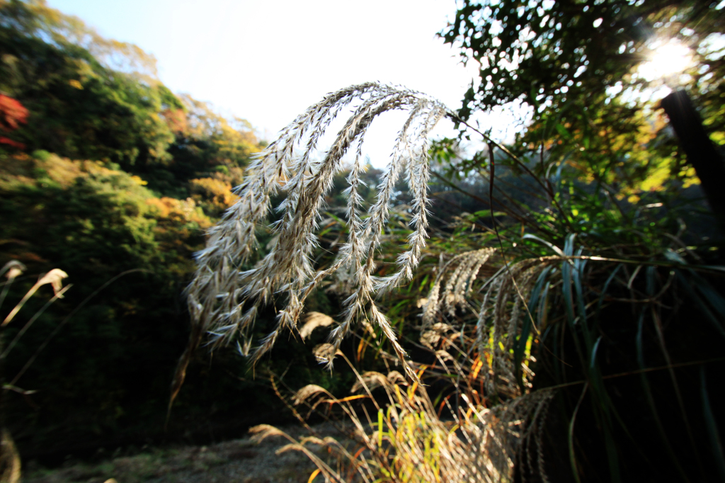 養老渓谷