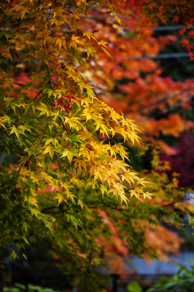 茨城の紅葉