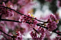 上野の桜