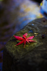 今年最後の紅葉だ