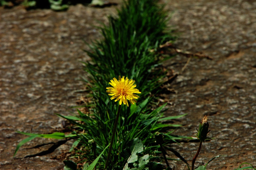 夏の花