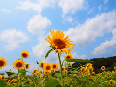 夏の顔
