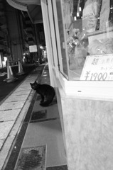 ＢｌａｃｋＣａｔ