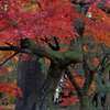 nature in november