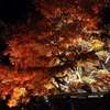 red trees