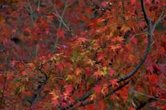 red leaves