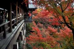 autumn in kyoto