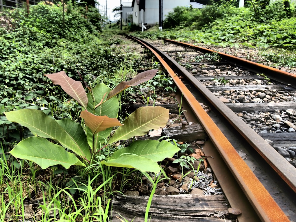 廃線と植物達