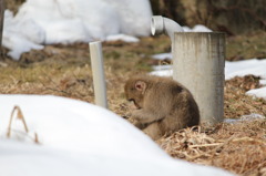 ふさふさの毛