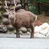 やくしか