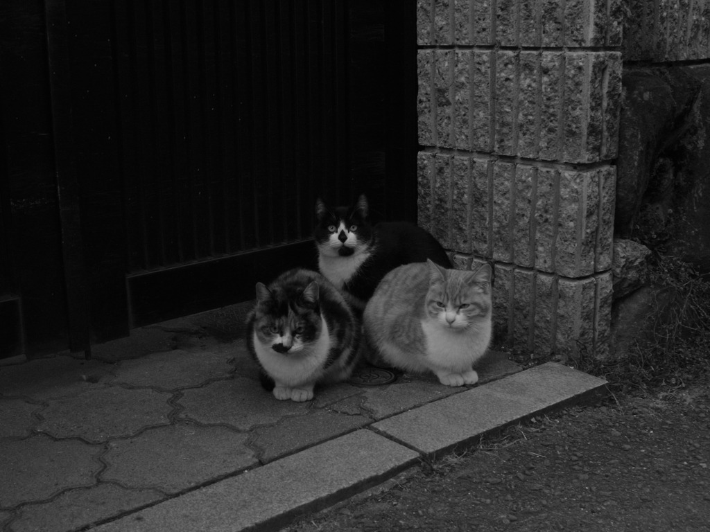 なに見てるんすか