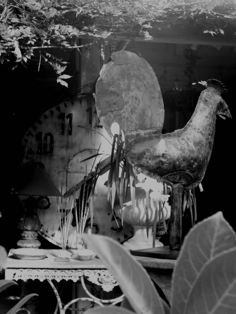 ノミの市／写真、鳥
