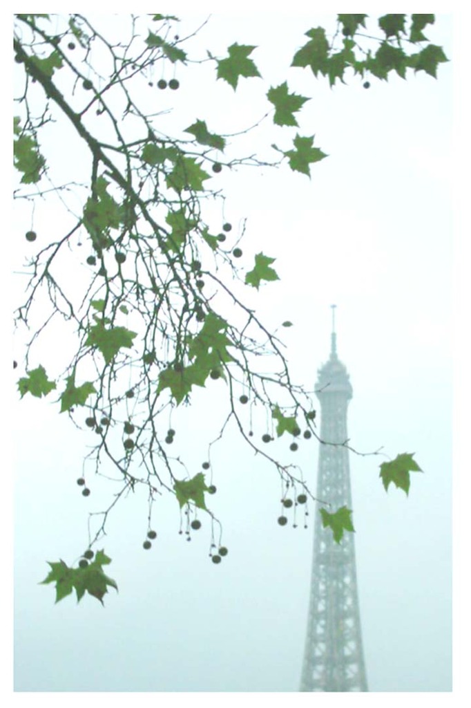 葉・エッフェル塔／ハガキ