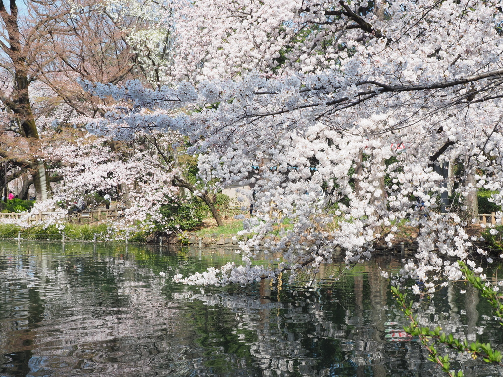 井の頭公園０１