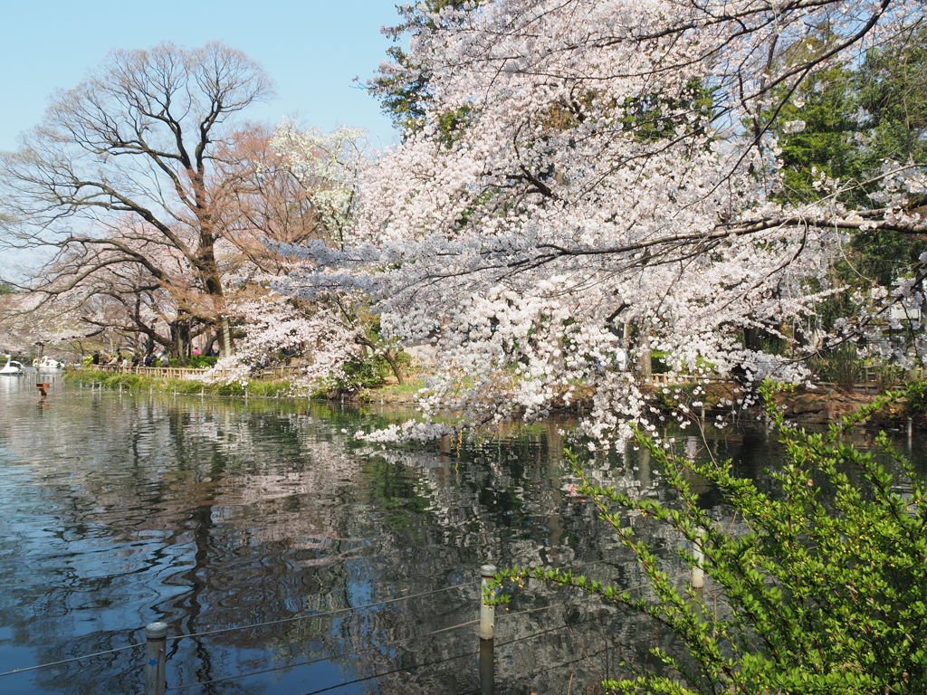 井の頭公園０２