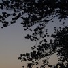 _IGP9562