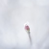 はかなげ