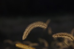 _IGP3426