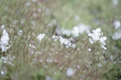 ドロップ＆SNOW