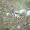 ドロップ＆SNOW