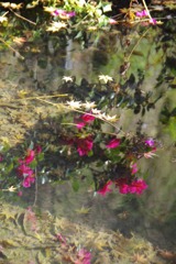 水中花