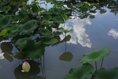 _IGP2644
