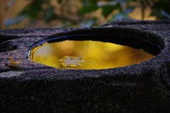 _IGP3700