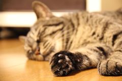 にくきゅう