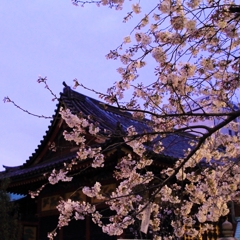 浅草散歩　6