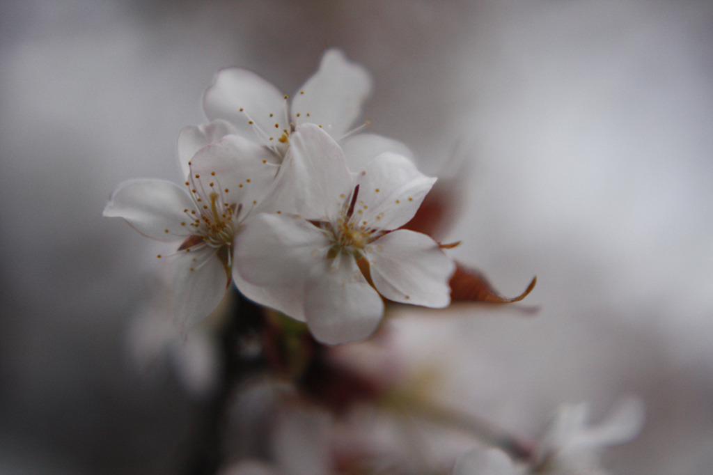 桜02