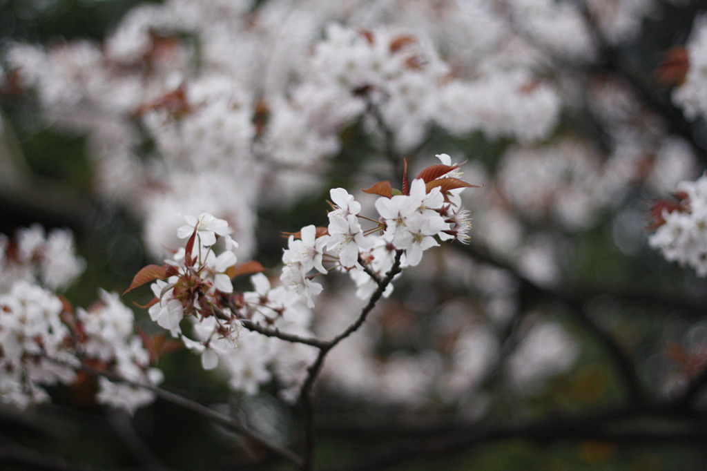 桜01
