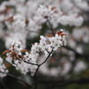 桜01