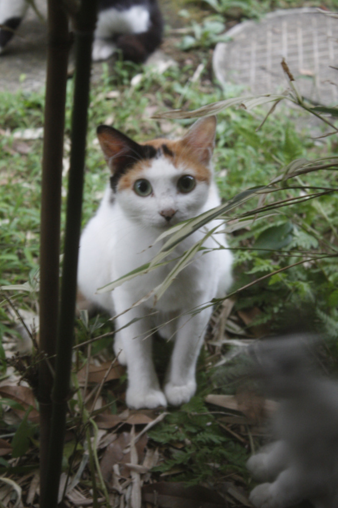 テンション上がった子猫