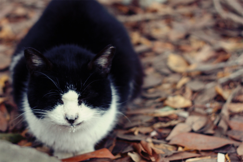 ふゆねこ