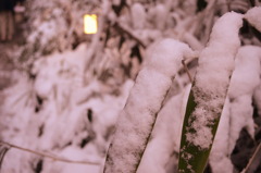 積雪３センチ