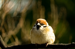 The Eurasian Tree Sparrow