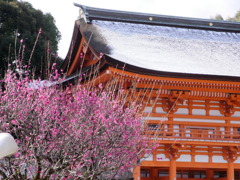 梅と下鴨神社