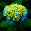紫陽花