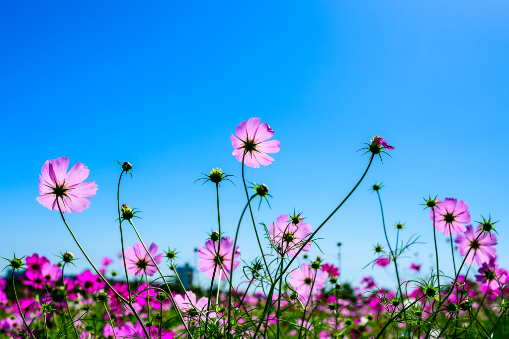 秋桜