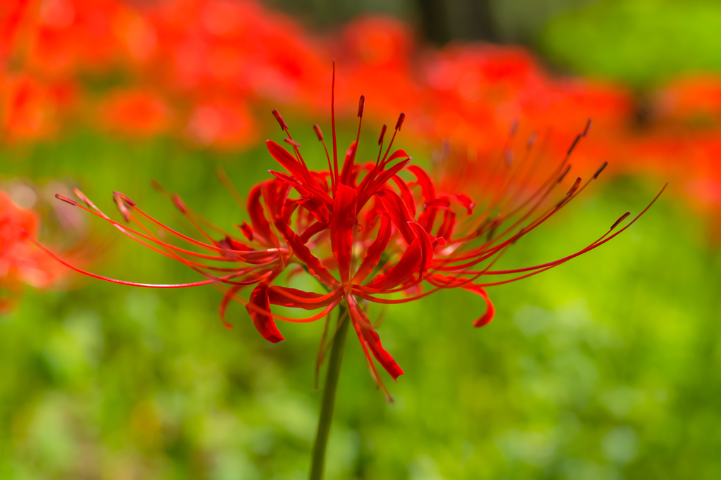 曼珠沙華