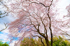 京、花便