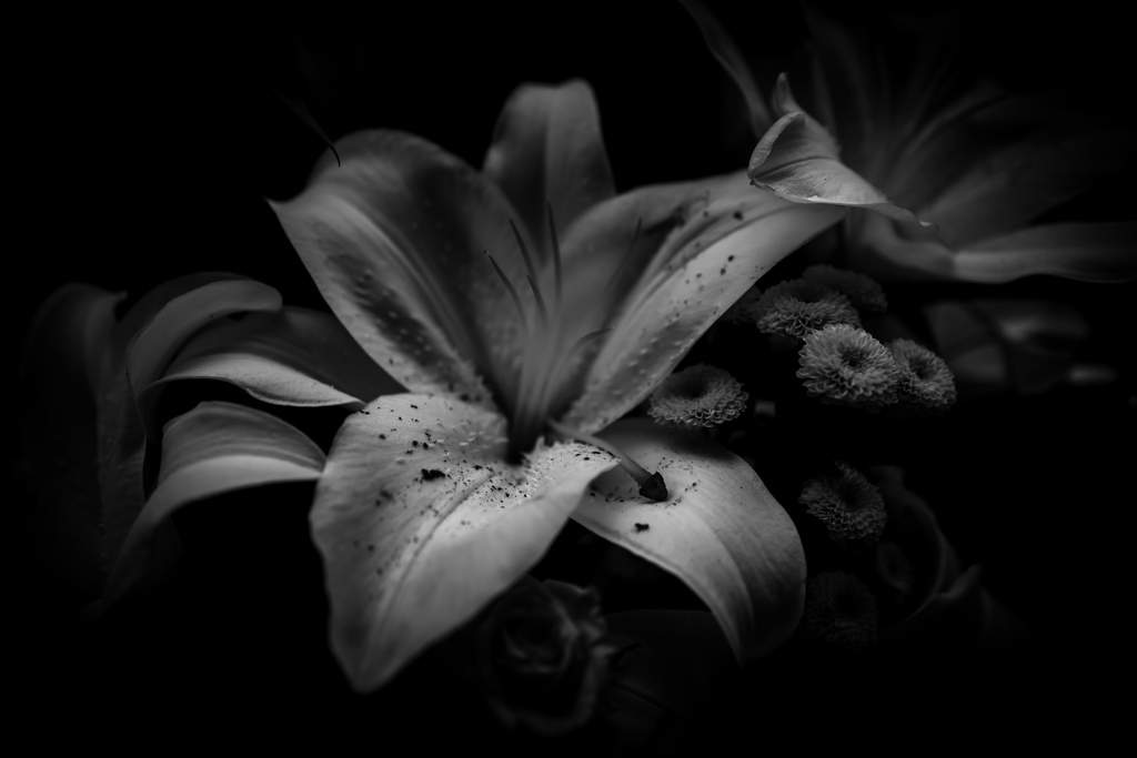 lily