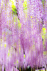 wisteria rain