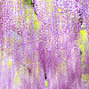 wisteria rain