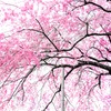 桜花