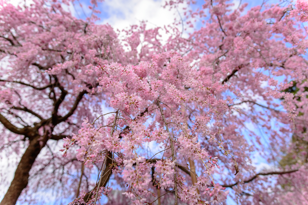 桜花